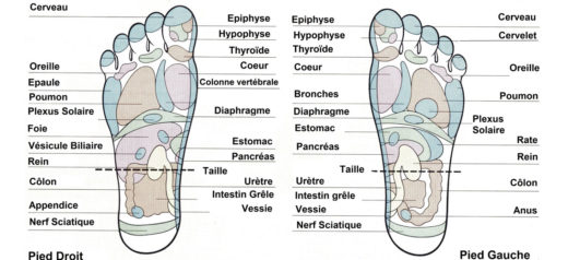 Refléxologie plantaire - carte des pieds Refléxologie plantaire